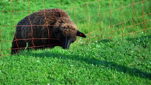 Mnozí lidé žijí jen tím, že počítají křivdy, které jim způsobili druzí… (Papež František) Mnozí lidé žijí jen tím, že počítají křivdy, které jim způsobili druzí… (Papež František)