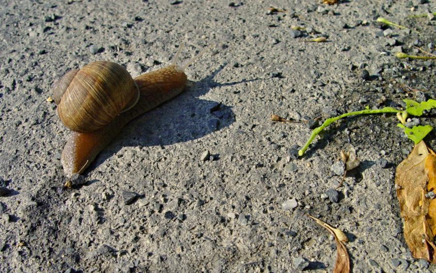 Ten, kdo vede druhé, ať nepohrdá ubohostí ostatních Ten, kdo vede druhé, ať nepohrdá ubohostí ostatních