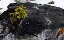 pařez, výhonek, Krkonoše / foto -ima- pařez, výhonek, Krkonoše / foto -ima-