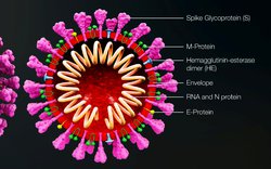 Coronavirus / zdroj: Wikimedia Coronavirus / zdroj: Wikimedia