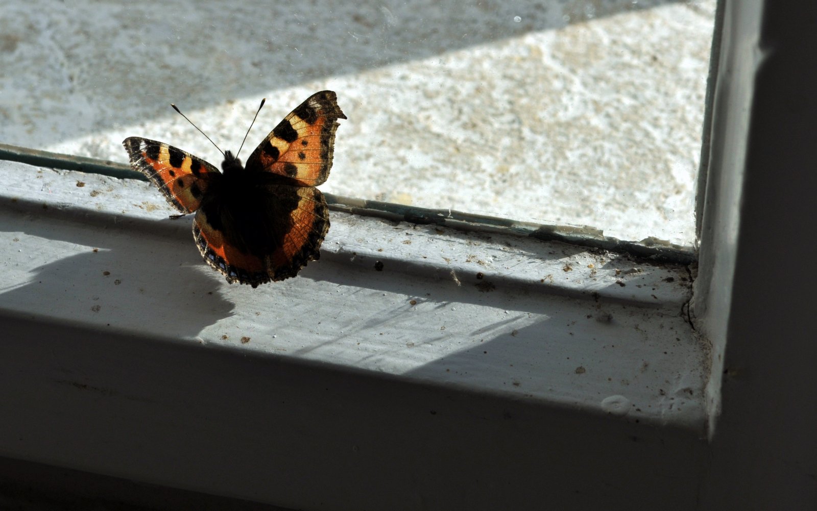 Motýl, sklo, okno, stín / foto -ima-