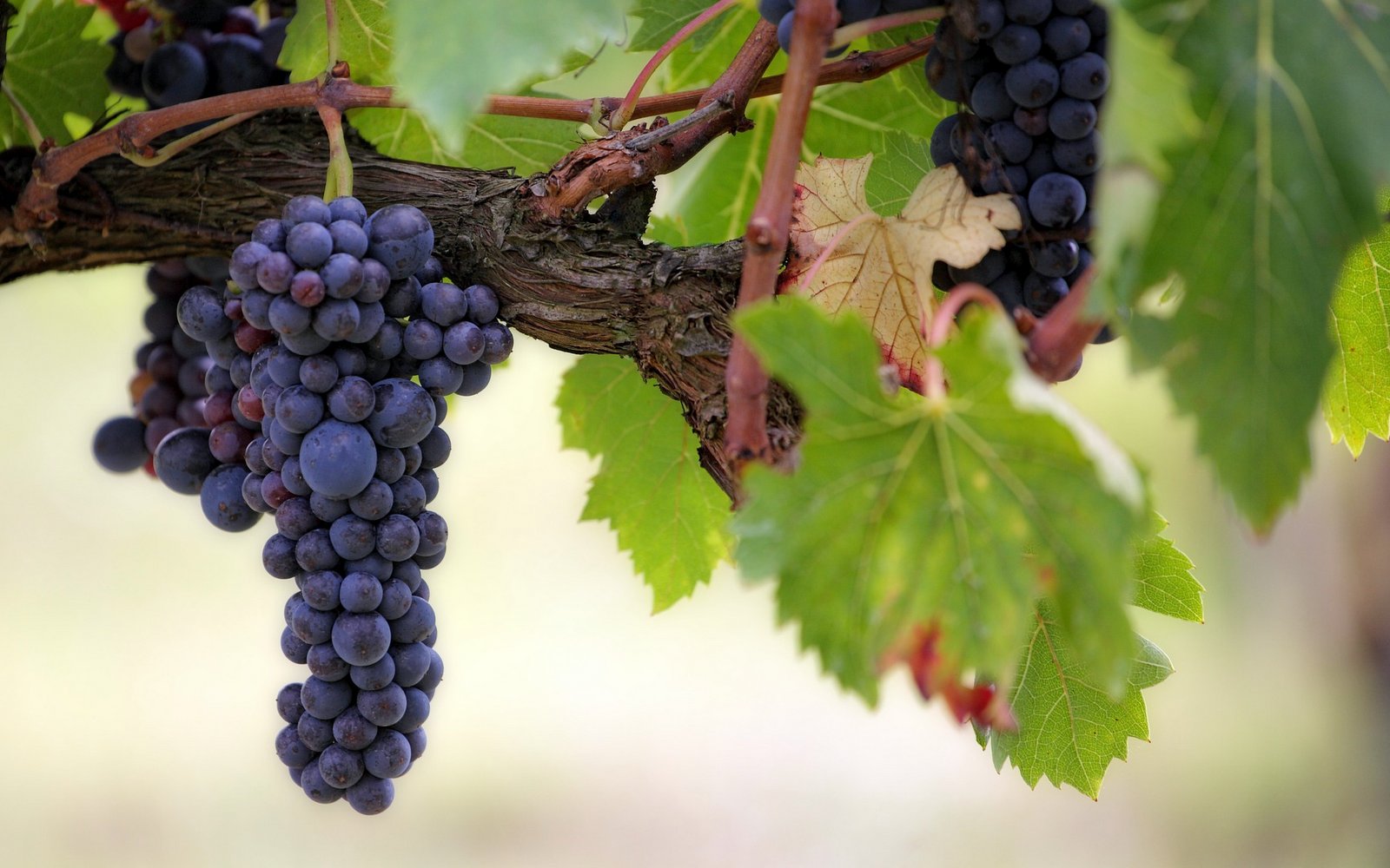 Vinná réva, vinný kmen, vinice, hrozno / Foto Joe - Pixabay.com
