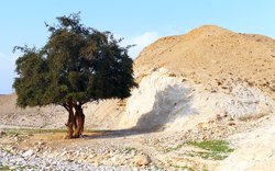 Zelený strom v judské kamenné poušti / foto Michal Němeček