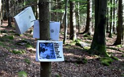 strom, v lese, zpěvníky visící na větvích / -ima-