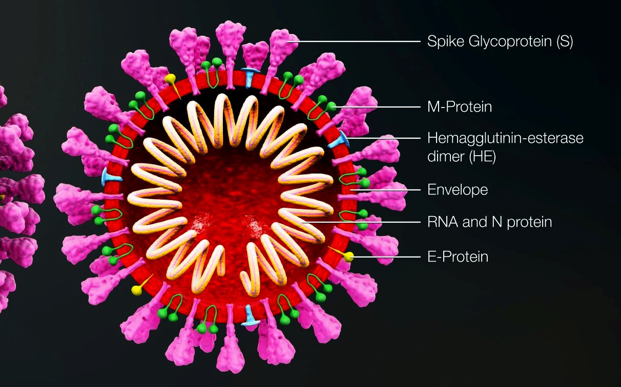 Coronavirus / zdroj: Wikimedia