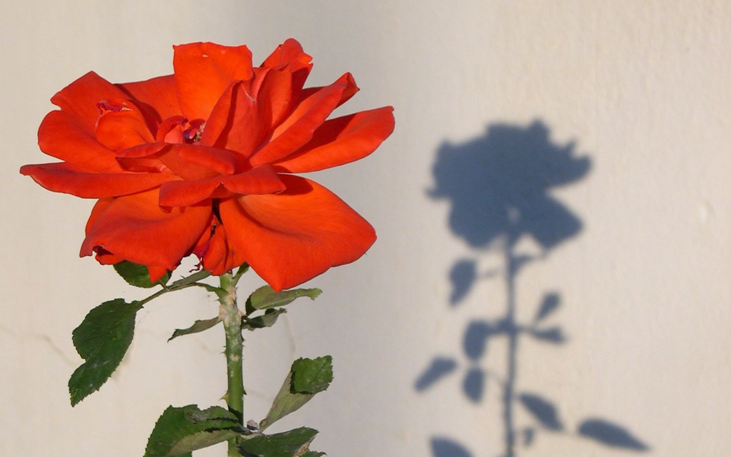 růže, trn, stín / symbol trnů a růží  je spojován se sv. Ritou / foto Michal Němeček