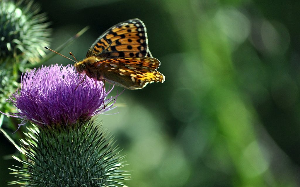 motýl na bodláku, Krkonoše / foto -ima-