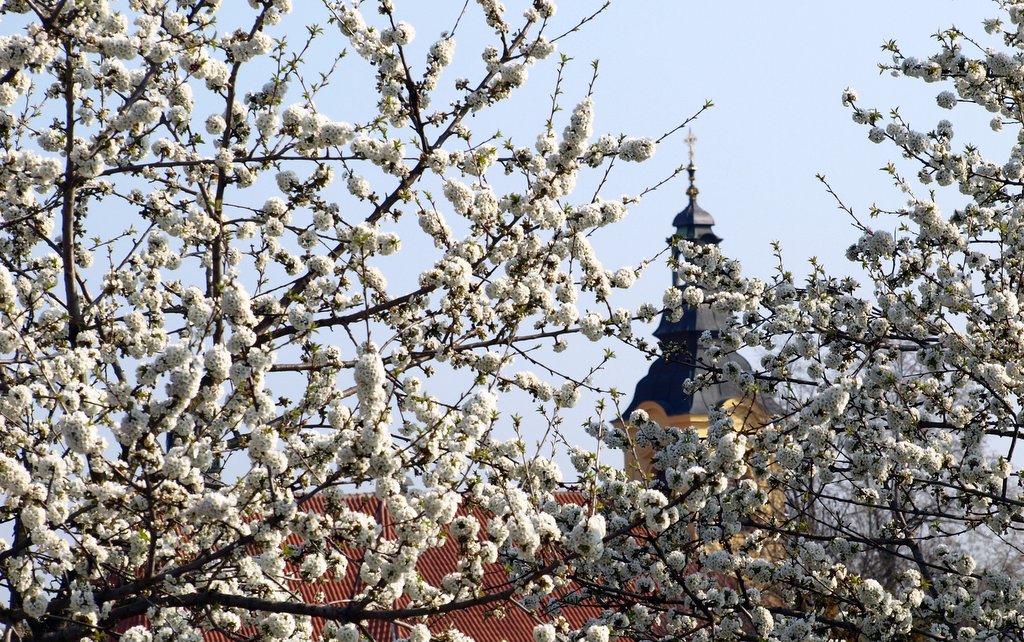 kvetoucí stromy, kostel / foto Michal Němeček