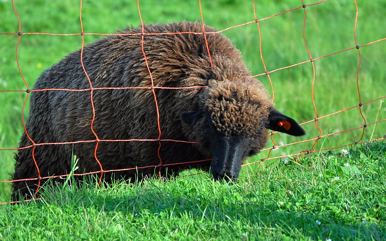 ovce chycená v oku plotu, v pasti / -ima